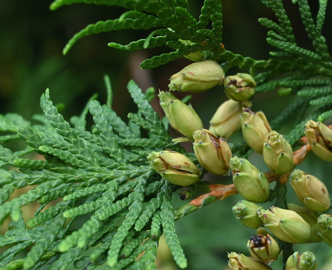 Image of Thuja occidentalis specimen.