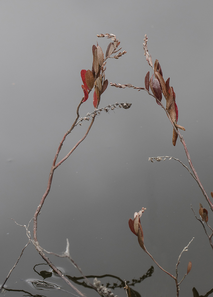 Изображение особи Chamaedaphne calyculata.