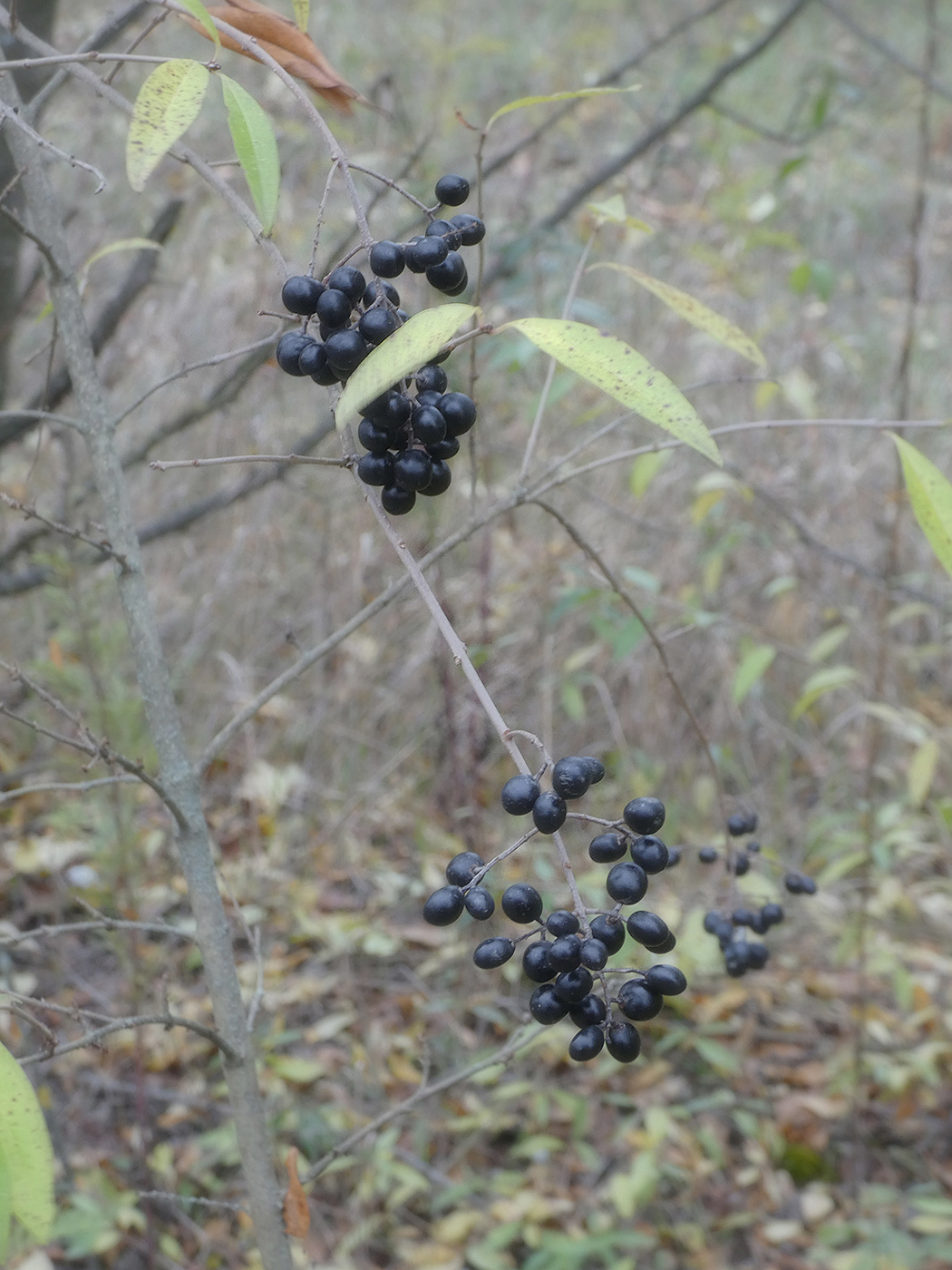 Изображение особи Ligustrum vulgare.