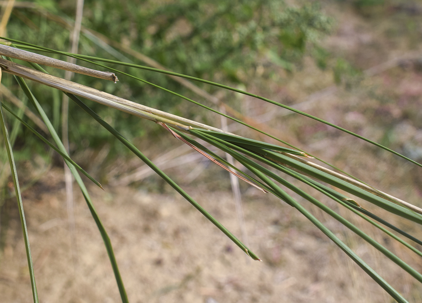 Image of Oloptum thomasii specimen.