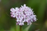 Valeriana capitata. Соцветие. Камчатский край, Мильковский р-н, басс. р. Ср. Авача, вост. берег оз. Безымянного (Медвежьего), ≈ 940 м н.у.м., разнотравный луг. 30.06.2025.