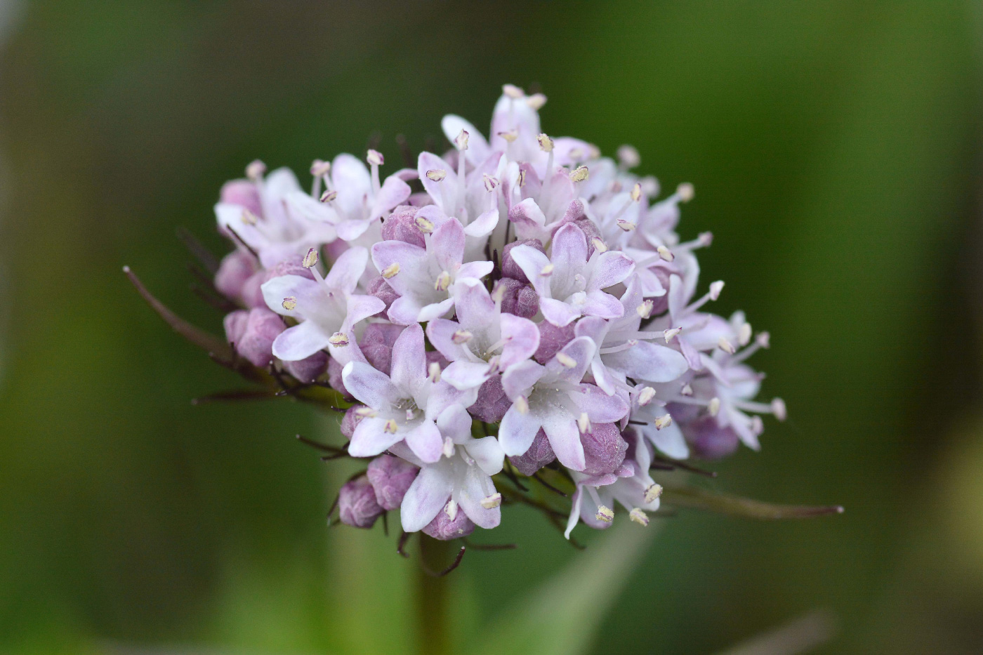 Image of Valeriana capitata specimen.