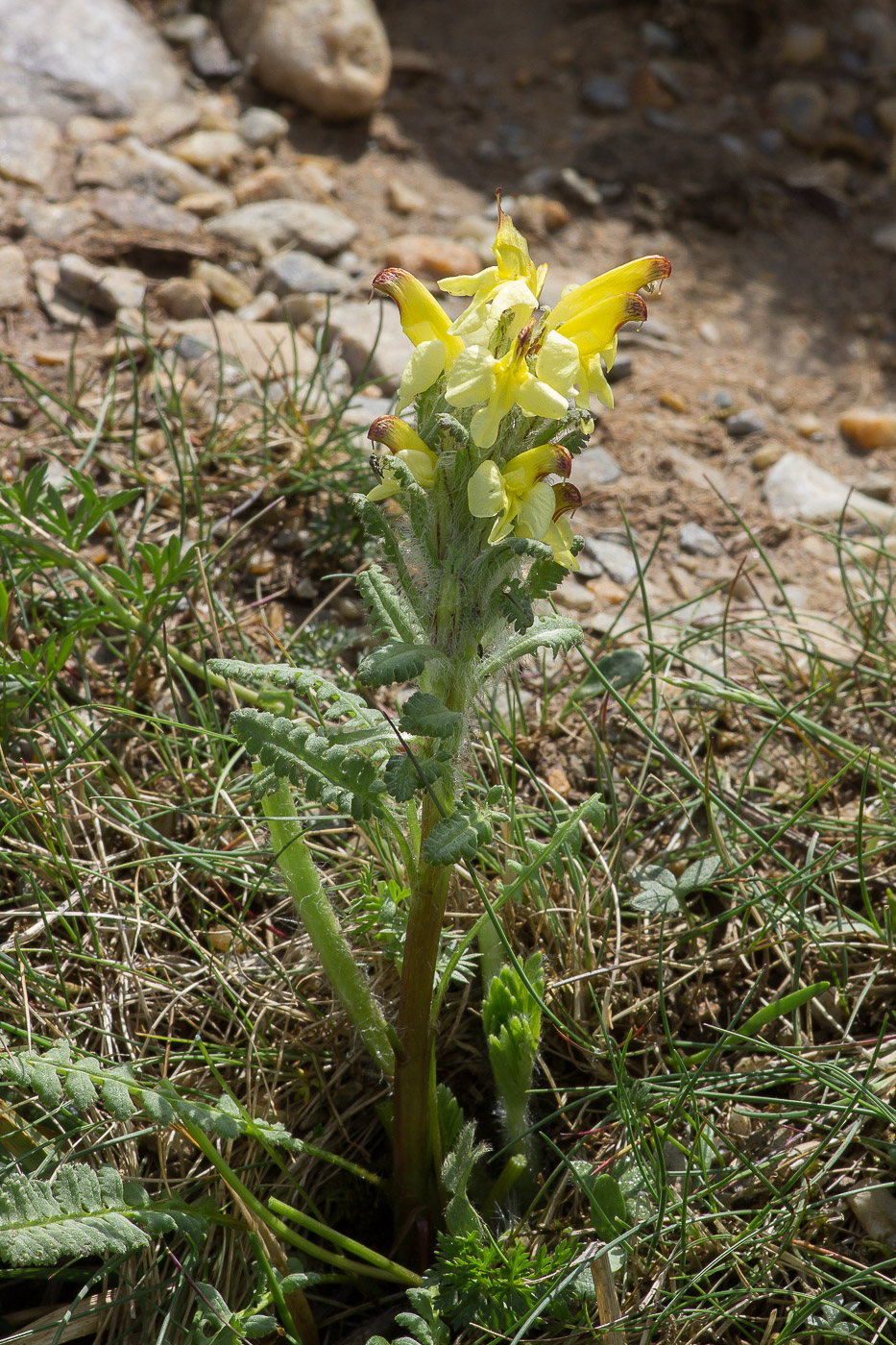 Image of genus Pedicularis specimen.