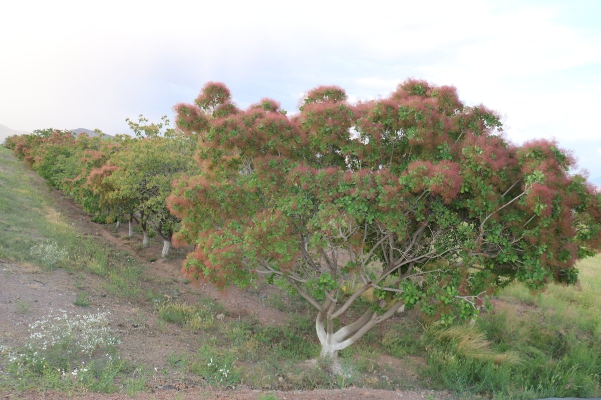 Изображение особи Cotinus coggygria.