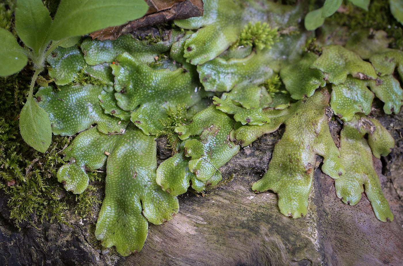 Изображение особи Conocephalum conicum.