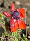 Anemone coronaria