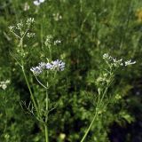 Coriandrum sativum. Верхушка цветущего растения. Московская обл., муниципальный округ Чехов, окр. дер. Дмитровка, СНТ \"Берёзка\". 14.07.2024.