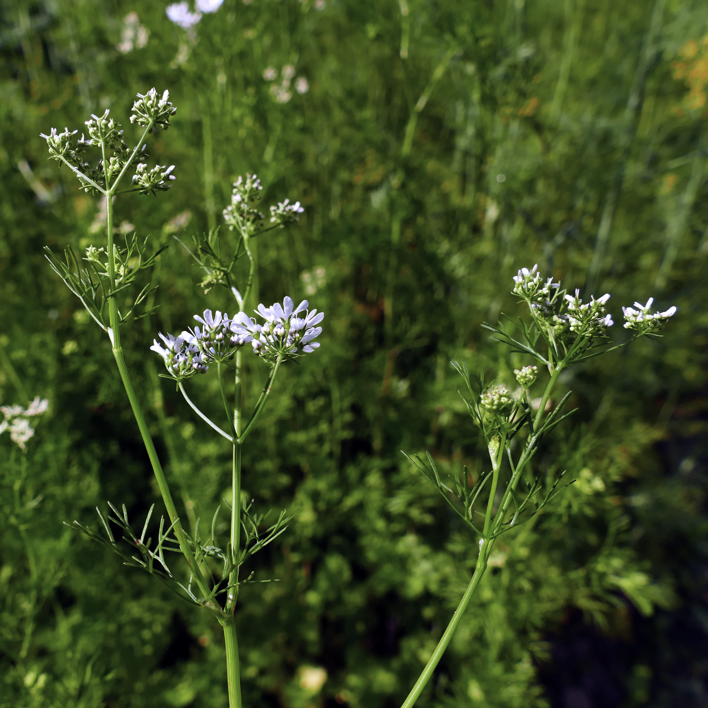Image of Coriandrum sativum specimen.