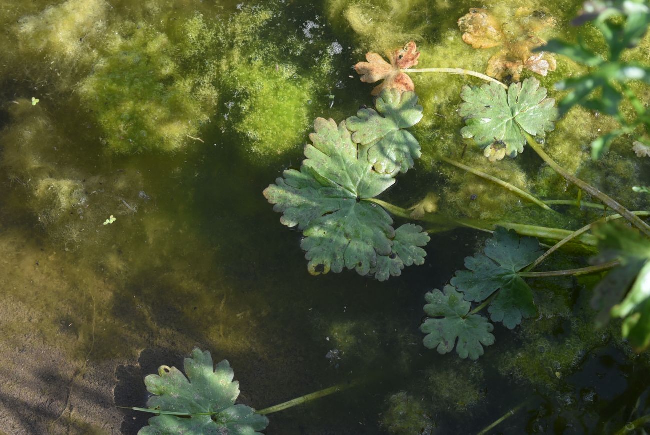 Image of Ranunculus sceleratus specimen.
