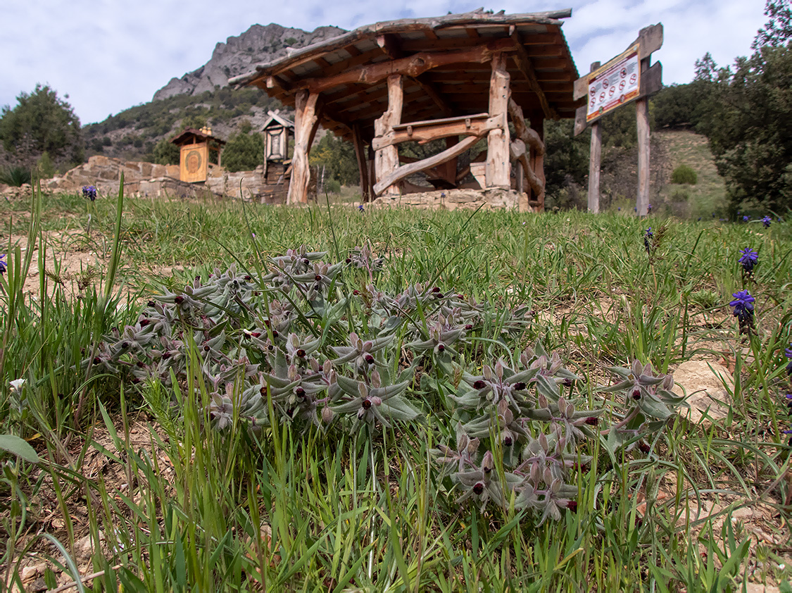 Изображение особи Nonea taurica.