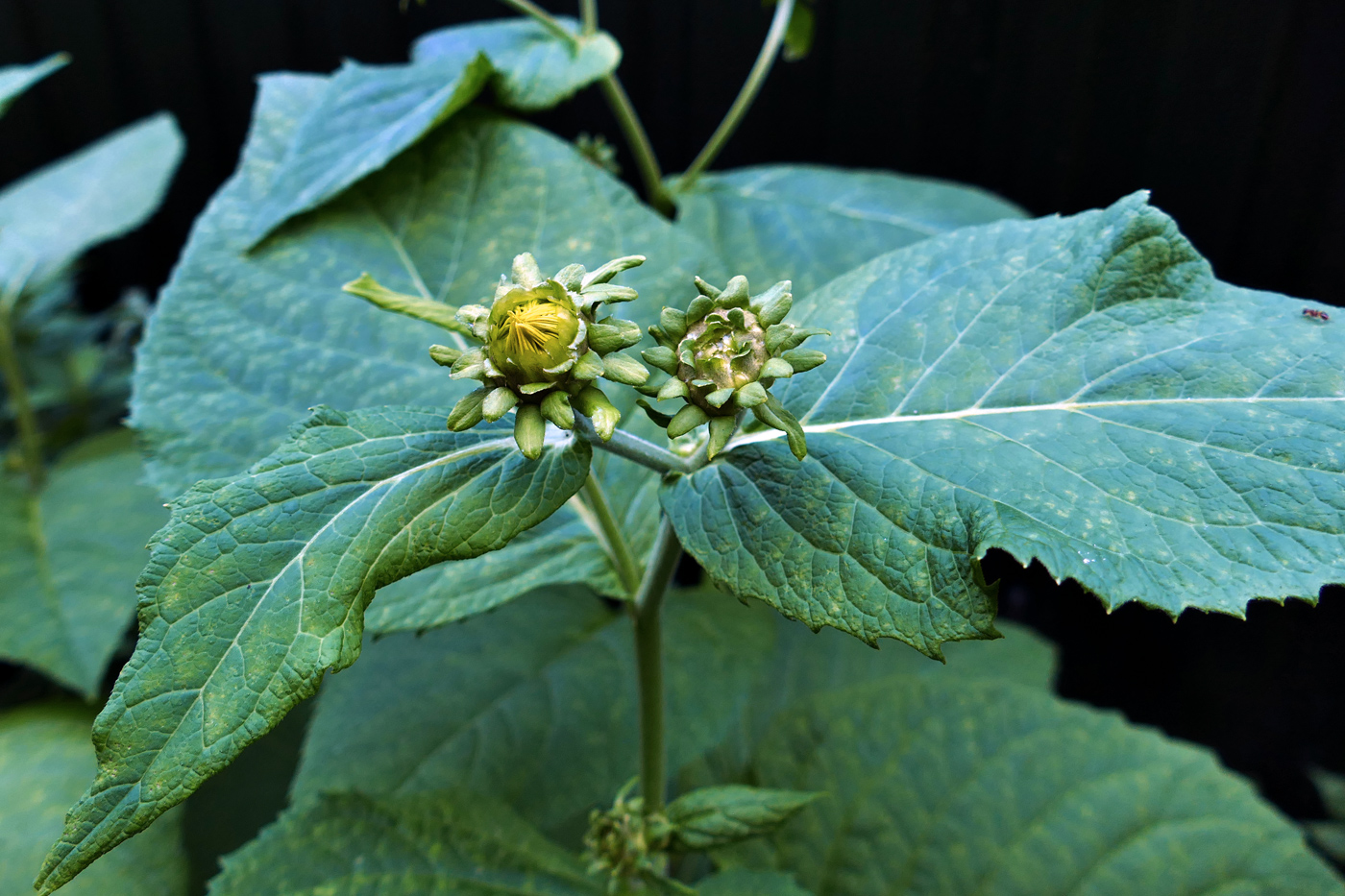 Image of Inula helenium specimen.
