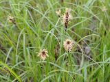 Carex pachystylis. ЛНР, г. Северодонецк, северная окраина города. 19.04.2026.