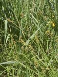 семейство Cyperaceae. Плодоносящие растения в сообществе Phragmites australis. Испания, Каталония, пров. Жирона, комарка Баш Эмпорда, муниципалитет Тороэлья-де-Монгри, подсохший берег лагуны Les basses d'en Coll. 27.04.2026.