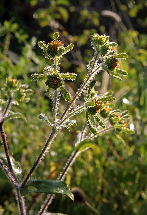 Image of Sigesbeckia orientalis specimen.