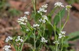 genus Arabis