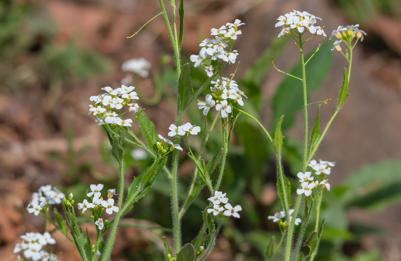 Image of Arabidopsis gemmifera specimen.