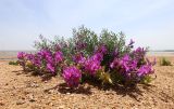 Oxytropis hailarensis. Цветущее и плодоносящее растение. Приморский край, Ханкайский р-н, окр. с. Троицкое, берег оз. Ханка, на песках. 25.05.2026.