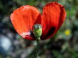 Papaver laevigatum. Цветок с двумя облетевшими лепестками и завязавшимся плодом. Крым, окр. пос. Новый Свет, северный склон горы Сокол (Куш-Кая), можжевеловое редколесье. 05.05.2025.