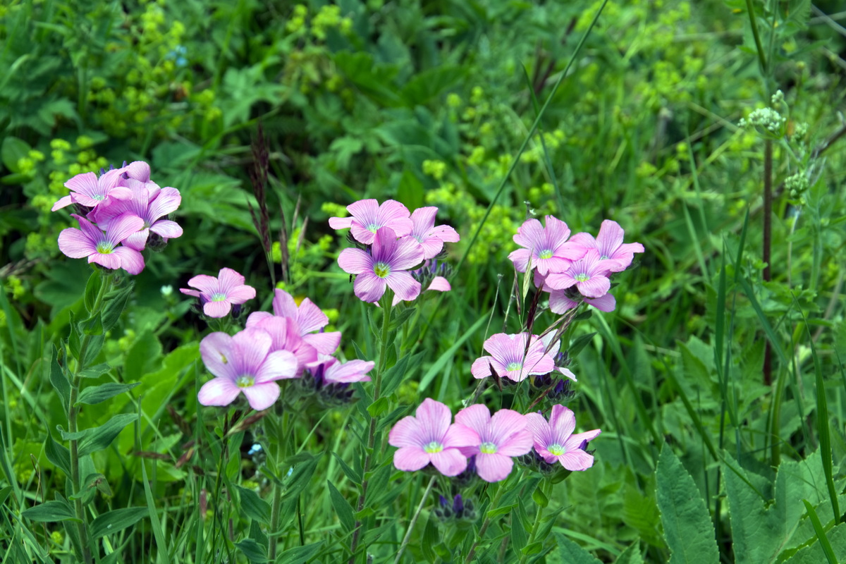 Image of genus Linum specimen.