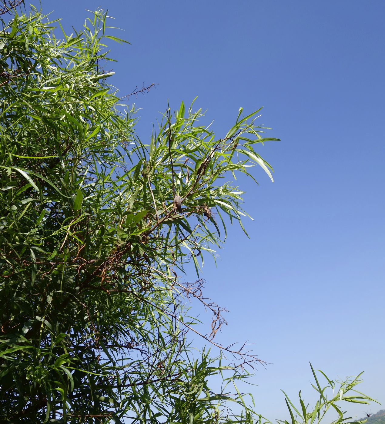 Image of Searsia lancea specimen.