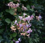Lonicera caprifolium. Цветки. Грузия, край Самцхе-Джавахети, Ахалцихский муниципалитет, левый борт р. Цинубанисцкали, окр. горячего источника Цинубани, бровка смешанного леса. 9 июня 2026 г.