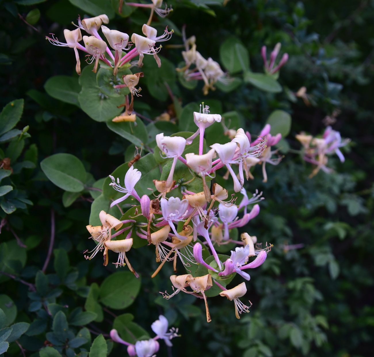 Image of Lonicera caprifolium specimen.