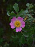 genus Rosa