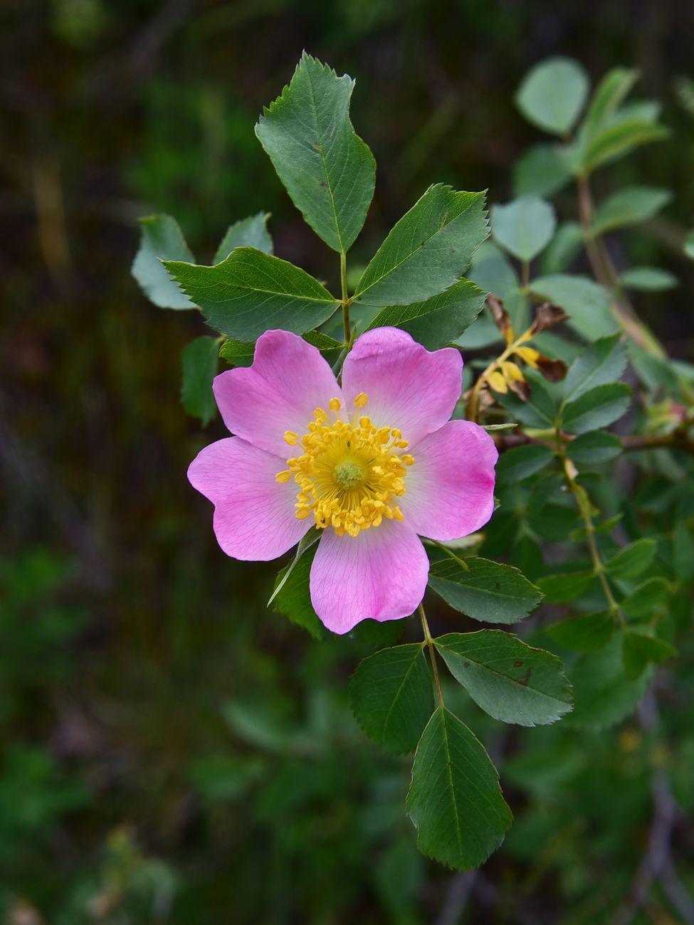 Изображение особи род Rosa.