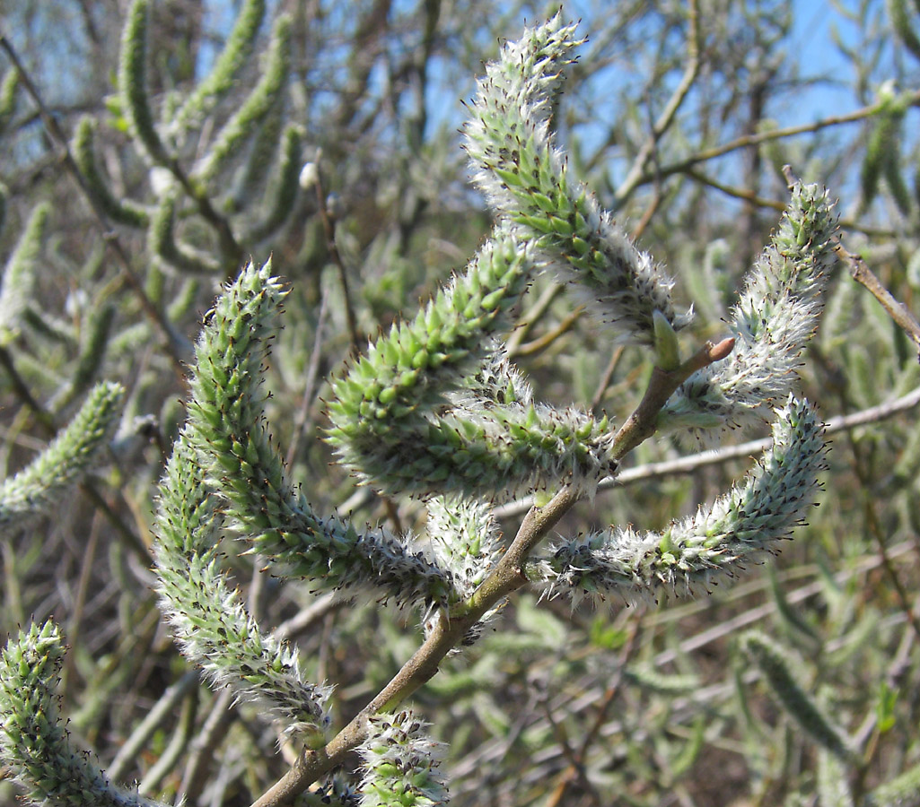 Image of Salix cinerea specimen.