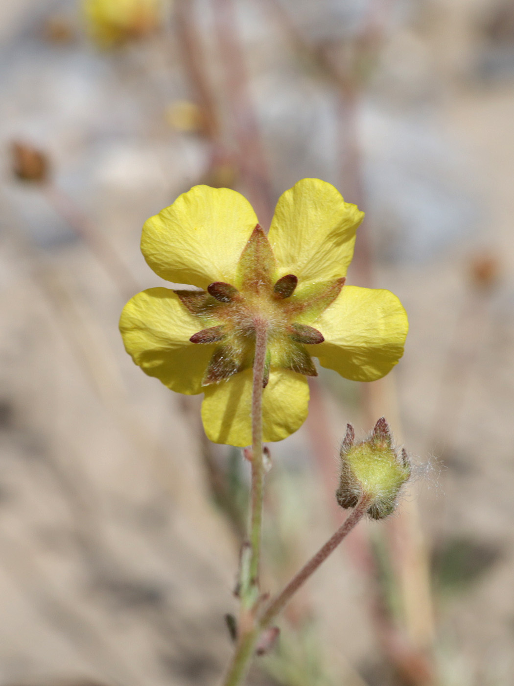 Изображение особи Potentilla virgata.