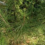 Pinus pityusa. Веточка. Абхазия, г. Сухум, Ботанический сад, клумба. 13.08.2024.