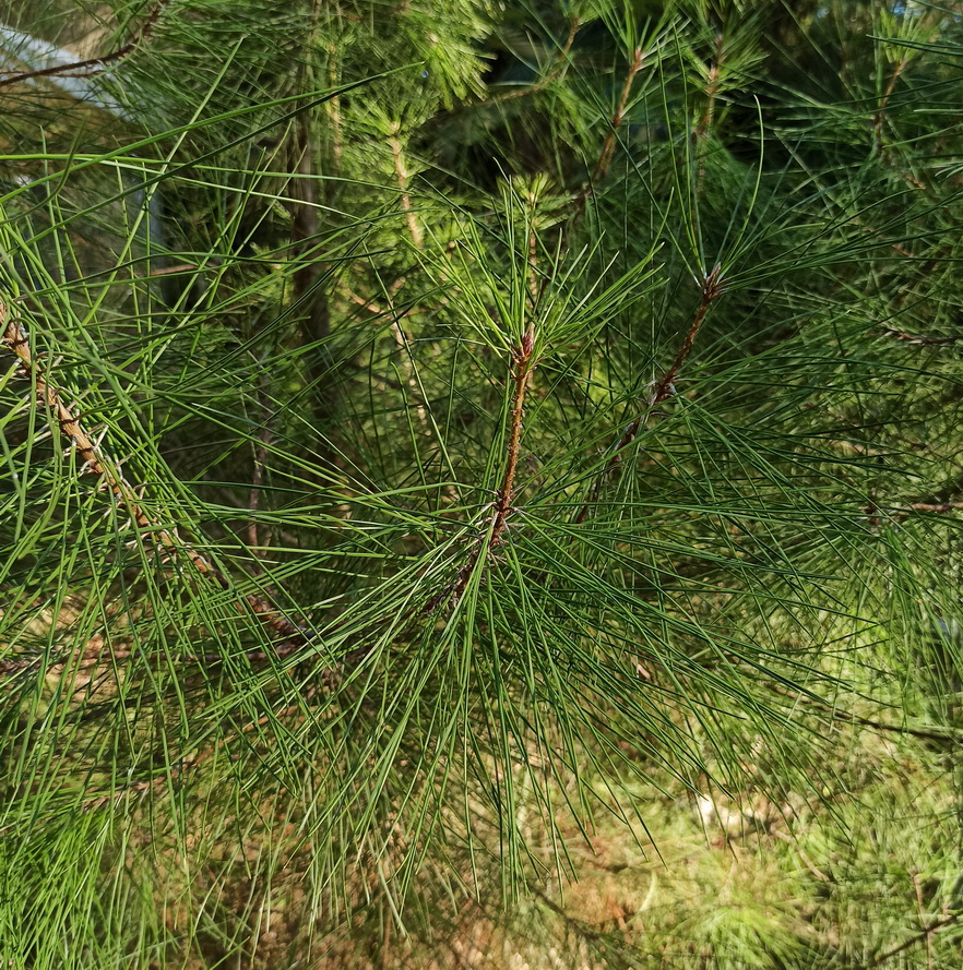 Image of Pinus pityusa specimen.