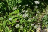 familia Apiaceae. Верхушка цветущего и плодоносящего растения среди листьев Rubus. Турция, ил Артвин, р-н Юсуфели, 200 м ниже дер. Гюльпынар, выс. 1500 м н.у.м., берег реки. 13 июня 2026 г.