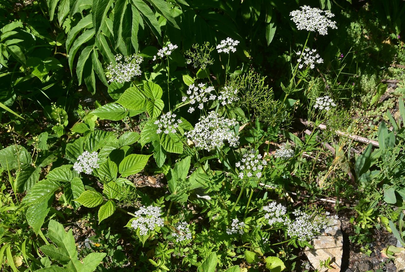 Image of familia Apiaceae specimen.