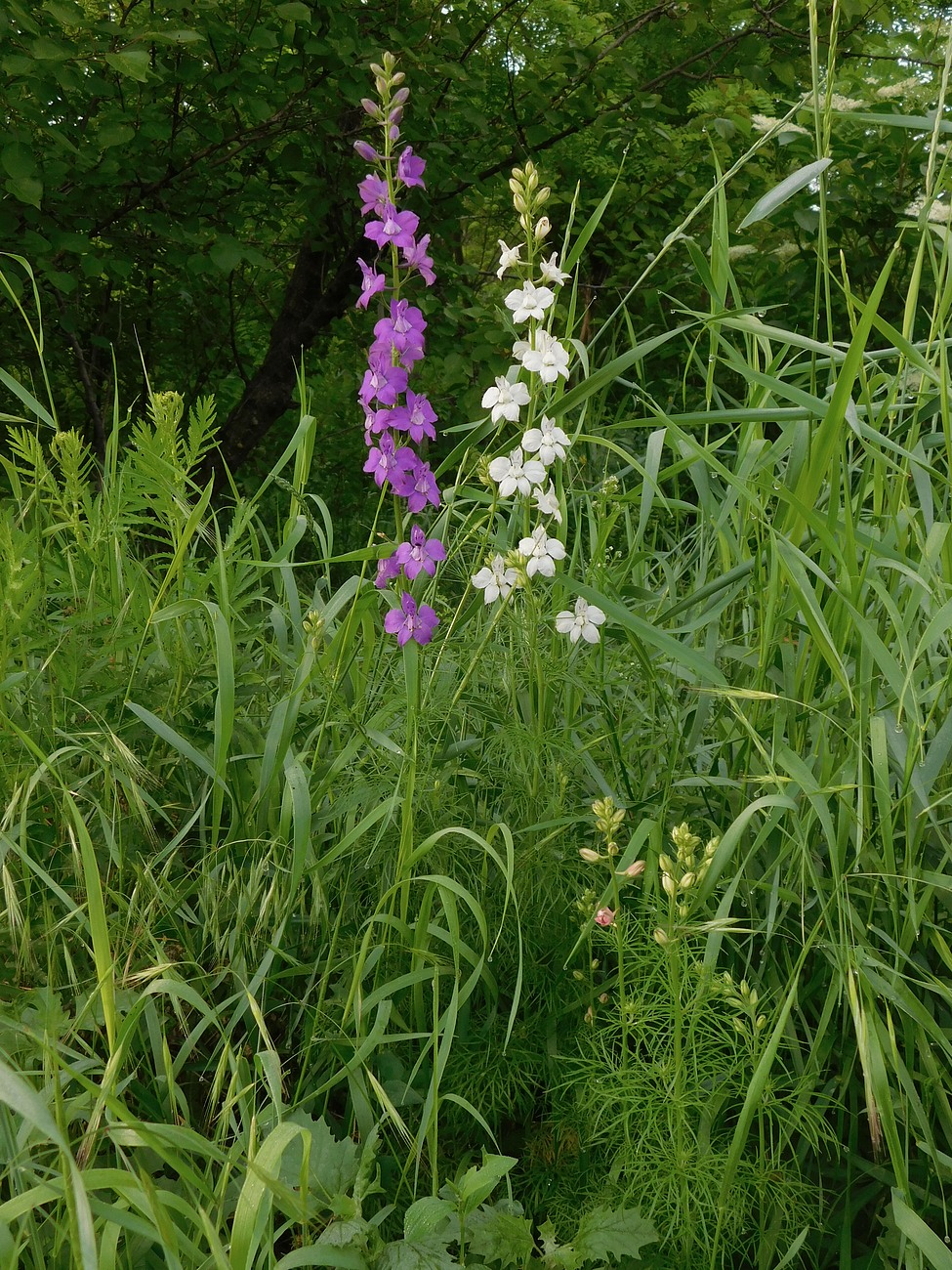 Изображение особи Delphinium ajacis.