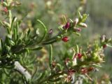 Salsola arbusculiformis