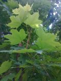 Acer platanoides