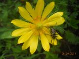 Adonis vernalis