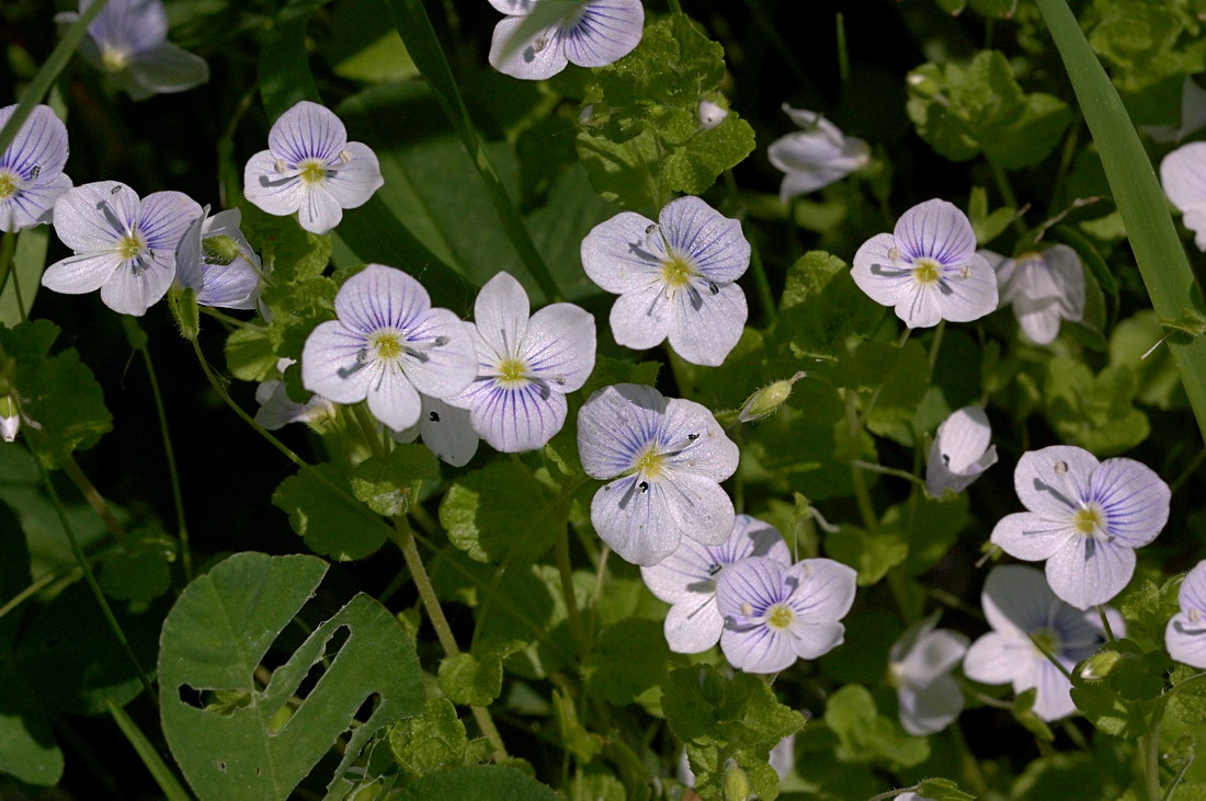 Изображение особи Veronica filiformis.