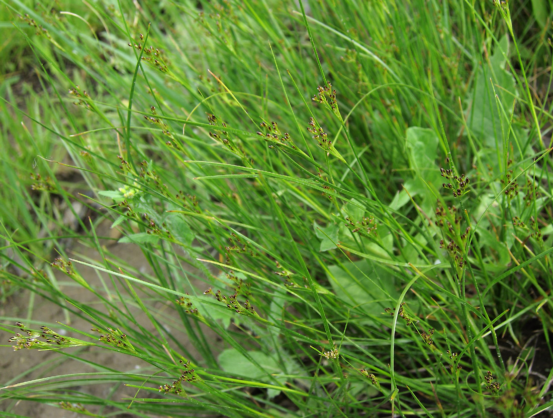 Изображение особи Juncus compressus.