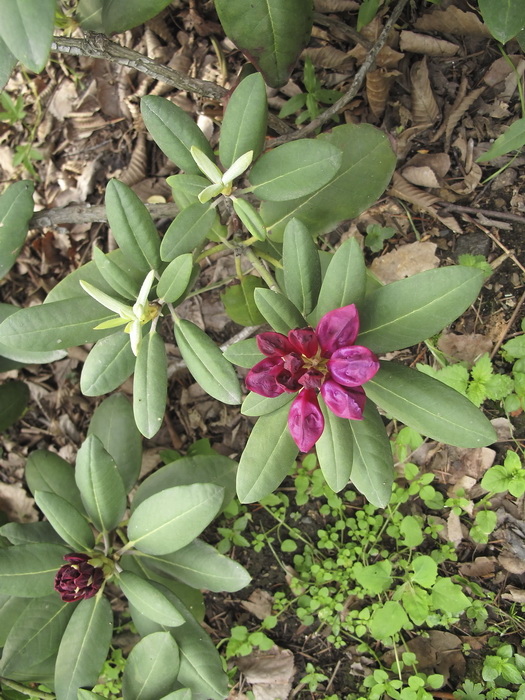 Изображение особи Rhododendron catawbiense.