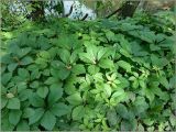 Parthenocissus quinquefolia. Вегетирующие растения. Чувашия, г. Шумерля, коллективный сад \"Здоровье\". 30 июня 2011 г.