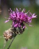 Centaurea scabiosa. Соцветие. Ленинградская обл., Кингисеппский район. 24.07.2011.