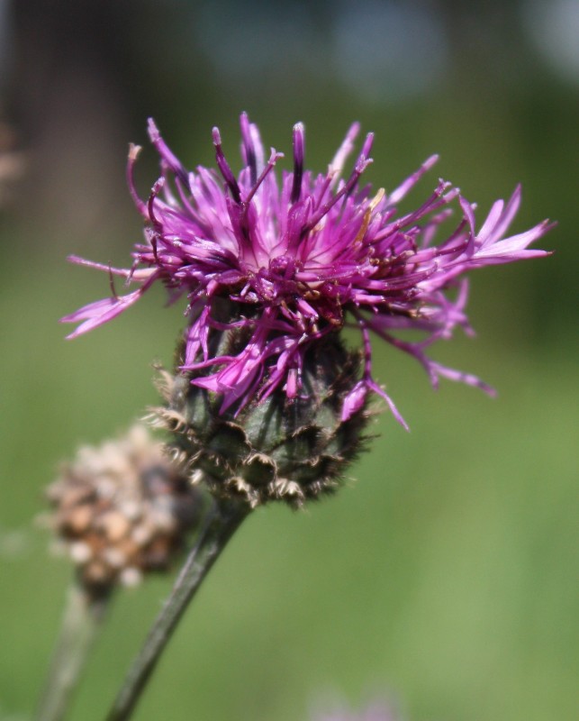 Image of Centaurea scabiosa specimen.