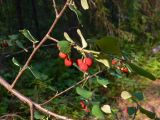 Cotoneaster melanocarpus