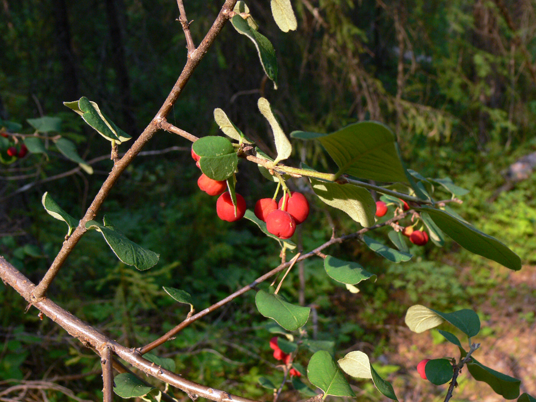 Image of Cotoneaster melanocarpus specimen.