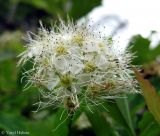 Spiraea chamaedryfolia