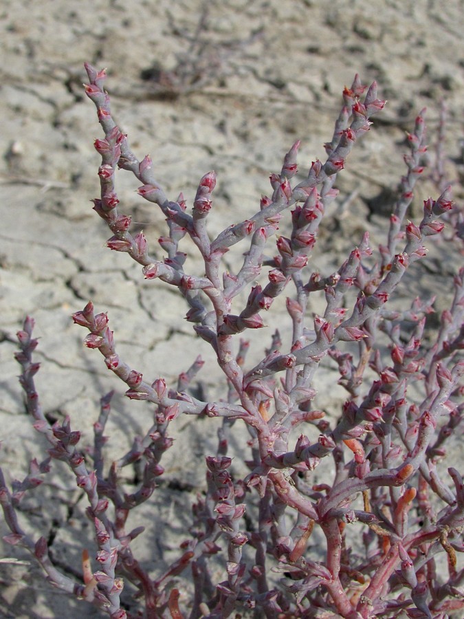 Image of Ofaiston monandrum specimen.