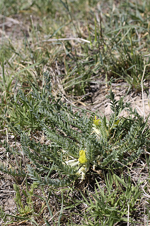 Изображение особи род Astragalus.