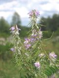 Galega officinalis. Побеги с цветками и плодами. Крым, предгорья, окр. с. Терновка. 4 июля 2014 г.